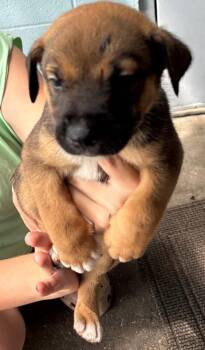 Dayshawn -  Mixed Breed Dog for Adoption in Mobile, Alabama - Dayshawn | PetCurious