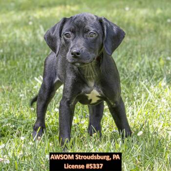 Hound Dogs Available for Adoption in Stroudsburg, Pennsylvania - Mario | PetCurious