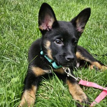 Seamus -  Corgi and Shepherd Dog for Adoption in Avon, Ohio - Seamus | PetCurious