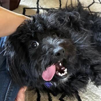 Dana Elaine -  Shih Tzu and Mixed Breed Dog for Adoption in San Francisco, California - Dana Elaine | PetCurious