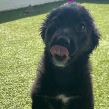 Mixed Breed Dogs Available for Adoption in New York, New York - Firefly | PetCurious