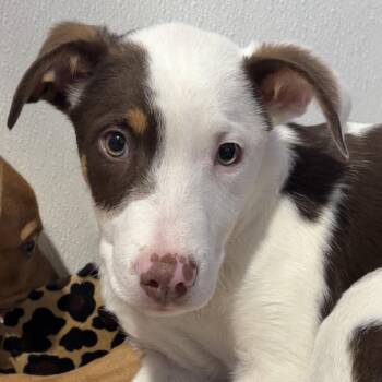 Australian Shepherd and Hound Dogs Available for Adoption - Biskit | PetCurious