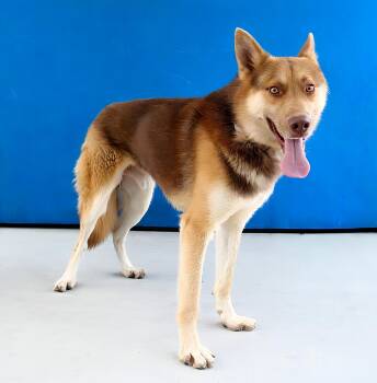 OSO -  Siberian Husky and German Shepherd Dog Dog for Adoption in Pasadena, California - OSO | PetCurious
