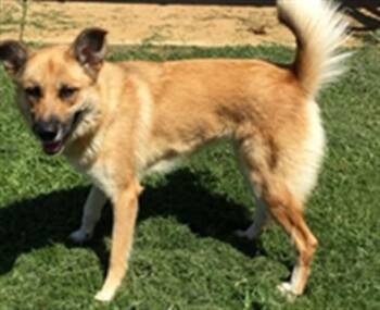 REBA -  German Shepherd Dog Dog for Adoption in Grovetown, Georgia - REBA | PetCurious