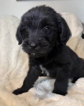 Frankie -  Labradoodle Dog for Adoption in Iron Ridge, Wisconsin - Frankie | PetCurious