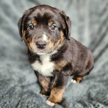 Kobe -  American Foxhound and Rottweiler Dog for Adoption in Fairfax Station, Virginia - Kobe | PetCurious