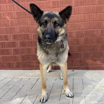 German Shepherd Dog and Mixed Breed Dogs Available for Adoption in Los Angeles, California - Violetta | PetCurious