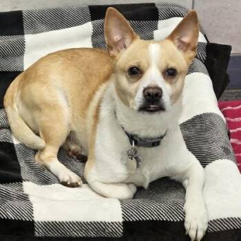 Mixed Breed and Dachshund Dogs Available for Adoption in Schenectady, New York - Koa | PetCurious