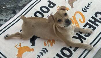Chihuahua and Chiweenie Dogs Available for Adoption in Fresno, California - Sprinkles | PetCurious