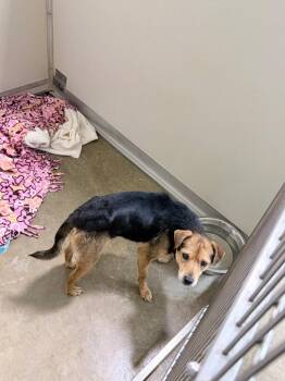 Andy -  Terrier Dog for Adoption in Pierceton, Indiana - Andy | PetCurious