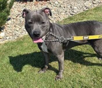 Rescue Pit Bull Terrier Dogs for Adoption in Reedsport, Oregon - Oakley | PetCurious