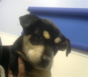 German Shepherd Dog and Mixed Breed Dogs Available for Adoption in Albuquerque, New Mexico - LILO | PetCurious