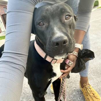 American Staffordshire Terrier and Mixed Breed Dogs Available for Adoption - Noelle | PetCurious