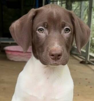 Jackson -  German Shorthaired Pointer Dog for Adoption in Semmes, Alabama - Jackson | PetCurious