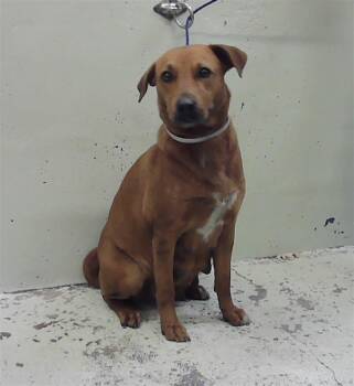 Labrador Retriever and Mixed Breed Dogs Available for Adoption - A2066514 | PetCurious