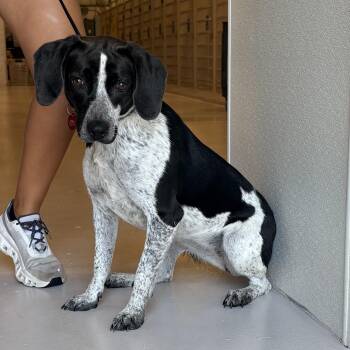 Imogene -  Beagle Dog for Adoption in Chicago, Illinois - Imogene | PetCurious