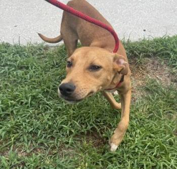 Rudi -  Carolina Dog and Mixed Breed Dog for Adoption in Conway, South Carolina - Rudi | PetCurious