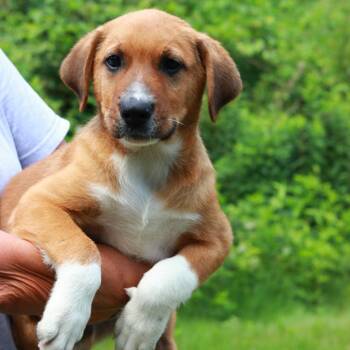 CT Burch -  Labrador Retriever and Mixed Breed Dog for Adoption in Eastford, Connecticut - CT Burch | PetCurious