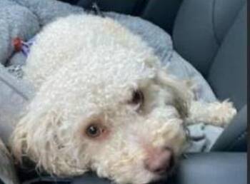 Cruiser -  Poodle and Maltese Dog for Adoption in Dripping Springs, Texas - Cruiser | PetCurious
