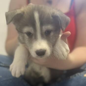 Rescue Husky Dogs for Adoption in Eufaula, Oklahoma - Siska FNA Gracee_3 | PetCurious