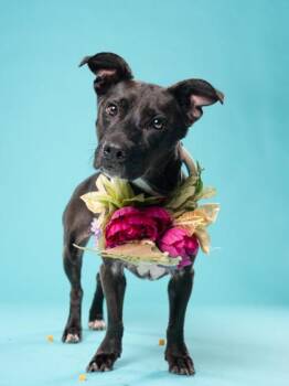 Marley -  Mixed Breed Dog for Adoption in Atlanta, Georgia - Marley | PetCurious