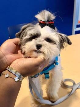 Lil Dicky -  Shih Tzu and Mixed Breed Dog for Adoption in New Orleans, Louisiana - Lil Dicky | PetCurious