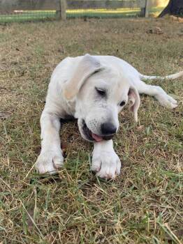 Sylvan -  Labrador Retriever and German Shepherd Dog Dog for Adoption in Alexander, Arkansas - Sylvan | PetCurious
