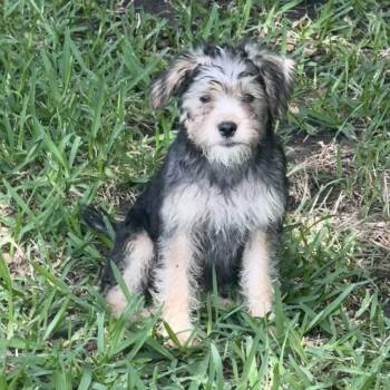Lucy Rose (Dallas) -  Poodle and Mixed Breed Dog for Adoption in Houston, Texas - Lucy Rose (Dallas) | PetCurious