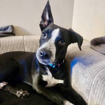 Ronnie McLovin -  Black Labrador Retriever and Australian Cattle Dog Blue Heeler Dog for Adoption in Abbotsford, British Columbia - Ronnie McLovin | PetCurious