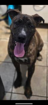 Rescue Mixed Breed Dogs for Adoption in Vassalboro, Maine - Diego | PetCurious