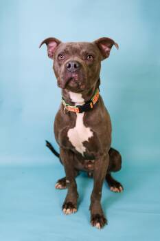 Rescue Pit Bull Terrier Dogs for Adoption in Conway, Arkansas - Courage | PetCurious