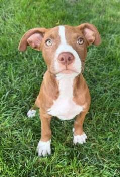Flora *Cutest 3 legged Girl* -  Pit Bull Terrier Dog for Adoption in Oxford, Michigan - Flora *Cutest 3 Legged Girl* | PetCurious