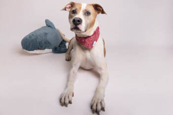 Rescue American Staffordshire Terrier and Mixed Breed Dogs for Adoption in Greenville, South Carolina - Nikolaus | PetCurious