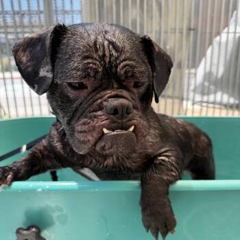 Pemmy -  English Bulldog Dog for Adoption in Los Angeles, California - Pemmy | PetCurious