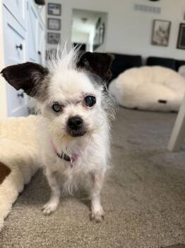 Maltese and Poodle Dogs Available for Adoption - Hattie | PetCurious