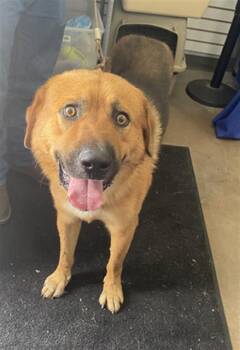 Mixed Breed Dogs Available for Adoption in Dallas, Texas - FOX | PetCurious