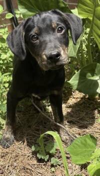 Rosetta Petal -  Labrador Retriever and Rottweiler Dog for Adoption in Watertown, Connecticut - Rosetta Petal | PetCurious