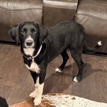 Rescue Border Collie and Anatolian Shepherd Dogs for Adoption in Gordonsville, Tennessee - Daisy Louise | PetCurious