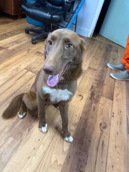 Faye -  Collie and Mixed Breed Dog for Adoption in Fayetteville, Tennessee - Faye | PetCurious
