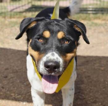 Rescue Hound Dogs for Adoption in Huntington, New York - Dino | PetCurious