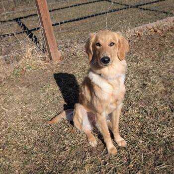Retriever and Irish Setter Dogs Available for Adoption - SUNNY   $425 | PetCurious