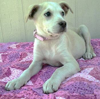 Boston Terrier Dogs Available for Adoption - Emily | PetCurious