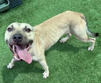 KACEY -  Black Mouth Cur and Mixed Breed Dog for Adoption in Sarasota, Florida - KACEY | PetCurious