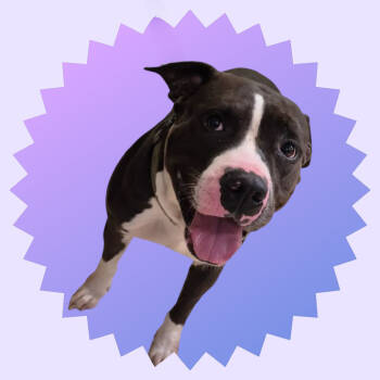 Rescue Pit Bull Terrier Dogs for Adoption in Lake Panasoffkee, Florida - Kobe | PetCurious