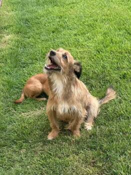 Terrier and Yorkshire Terrier Dogs Available for Adoption in New Bedford, Massachusetts - Kevin | PetCurious