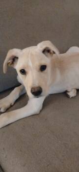 Mixed Breed Dogs Available for Adoption in Kenosha, Wisconsin - Stevie | PetCurious