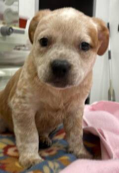 Cattle Dog and Pit Bull Terrier Dogs Available for Adoption in Phoenix, Arizona - Tairn | PetCurious