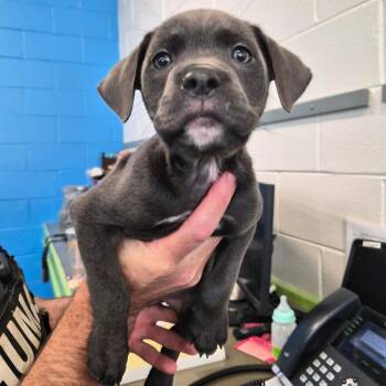 Pit Bull Terrier Dogs Available for Adoption in Montgomery, Alabama - Clover | PetCurious