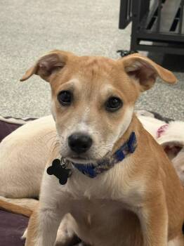 Rescue Mixed Breed Dogs for Adoption in Loveland, Colorado - WALDO | PetCurious