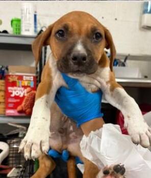 Mixed Breed Dogs Available for Adoption in West Chester, Pennsylvania - Carter | PetCurious